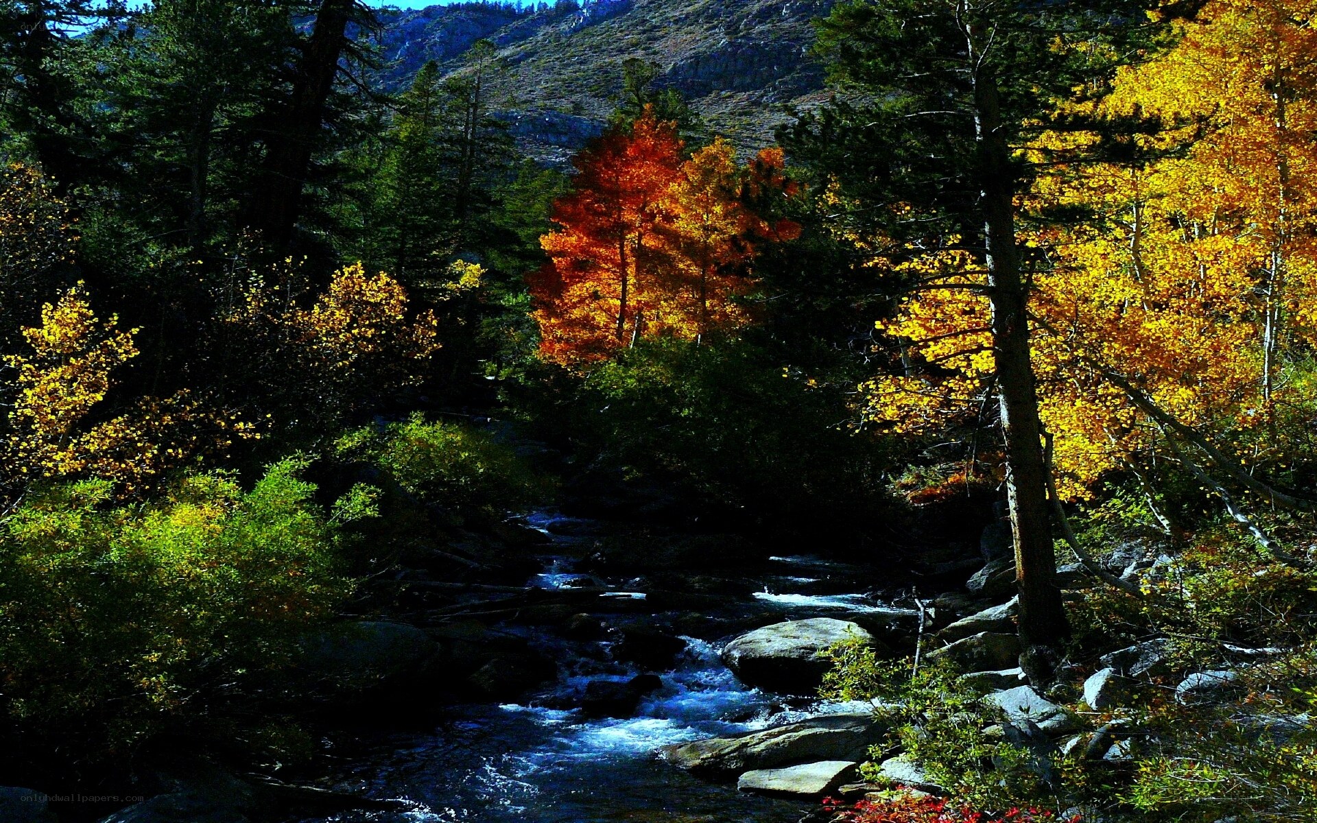 Autumn stream in the forest