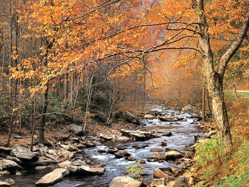 Autumn stream in the forest
