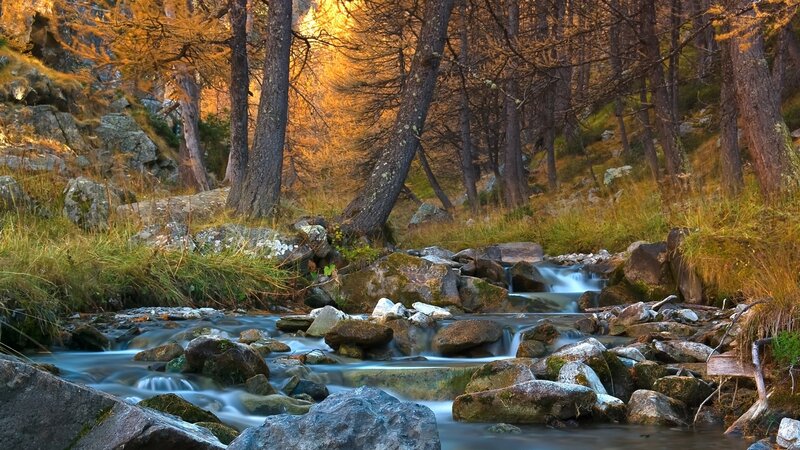 Autumn stream in the forest