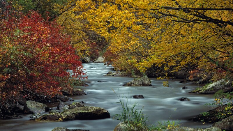 Autumn stream with colorful foliage