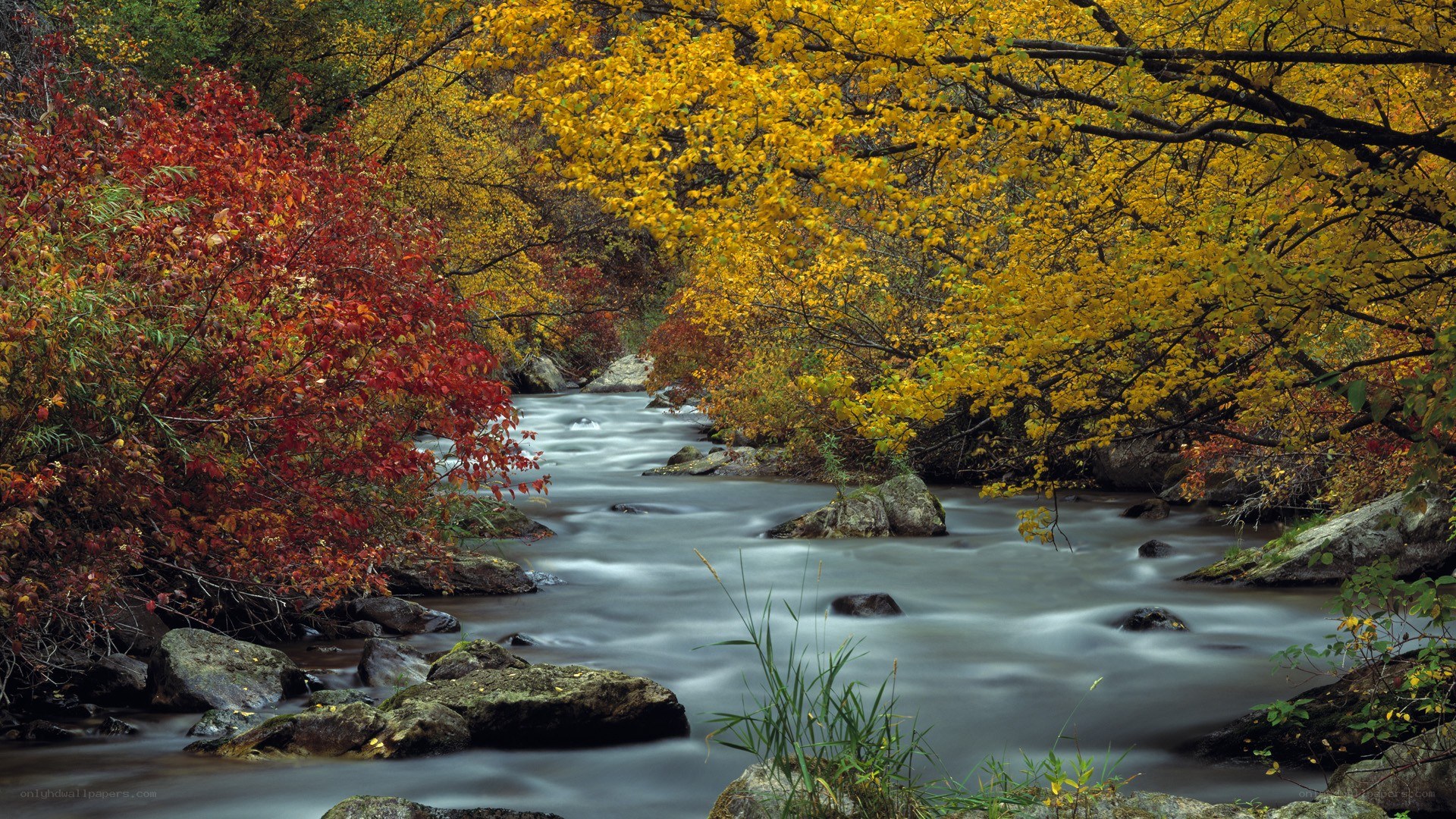 Autumn stream with colorful foliage
