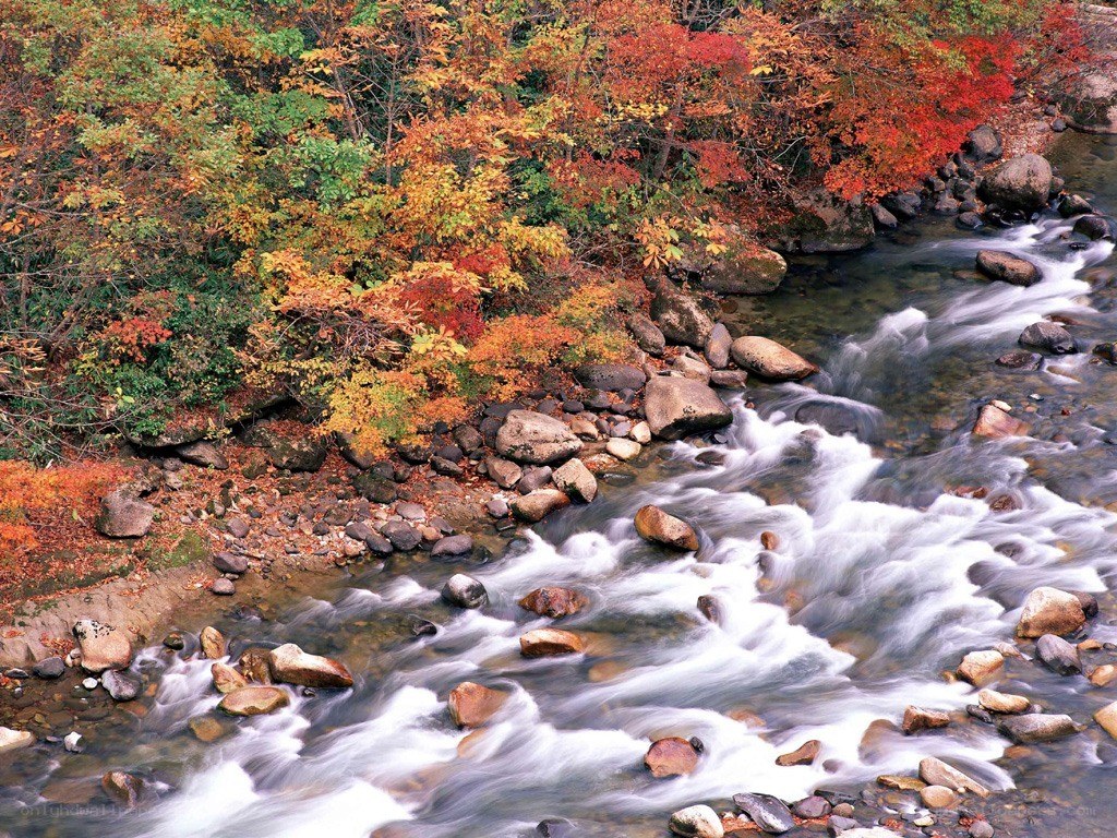 Autumn stream with colorful foliage