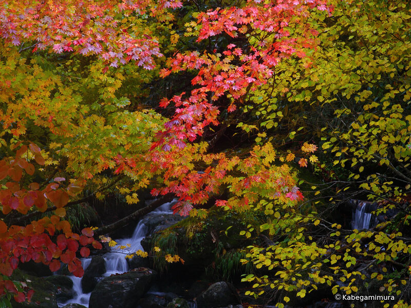 Autumn stream with colorful foliage