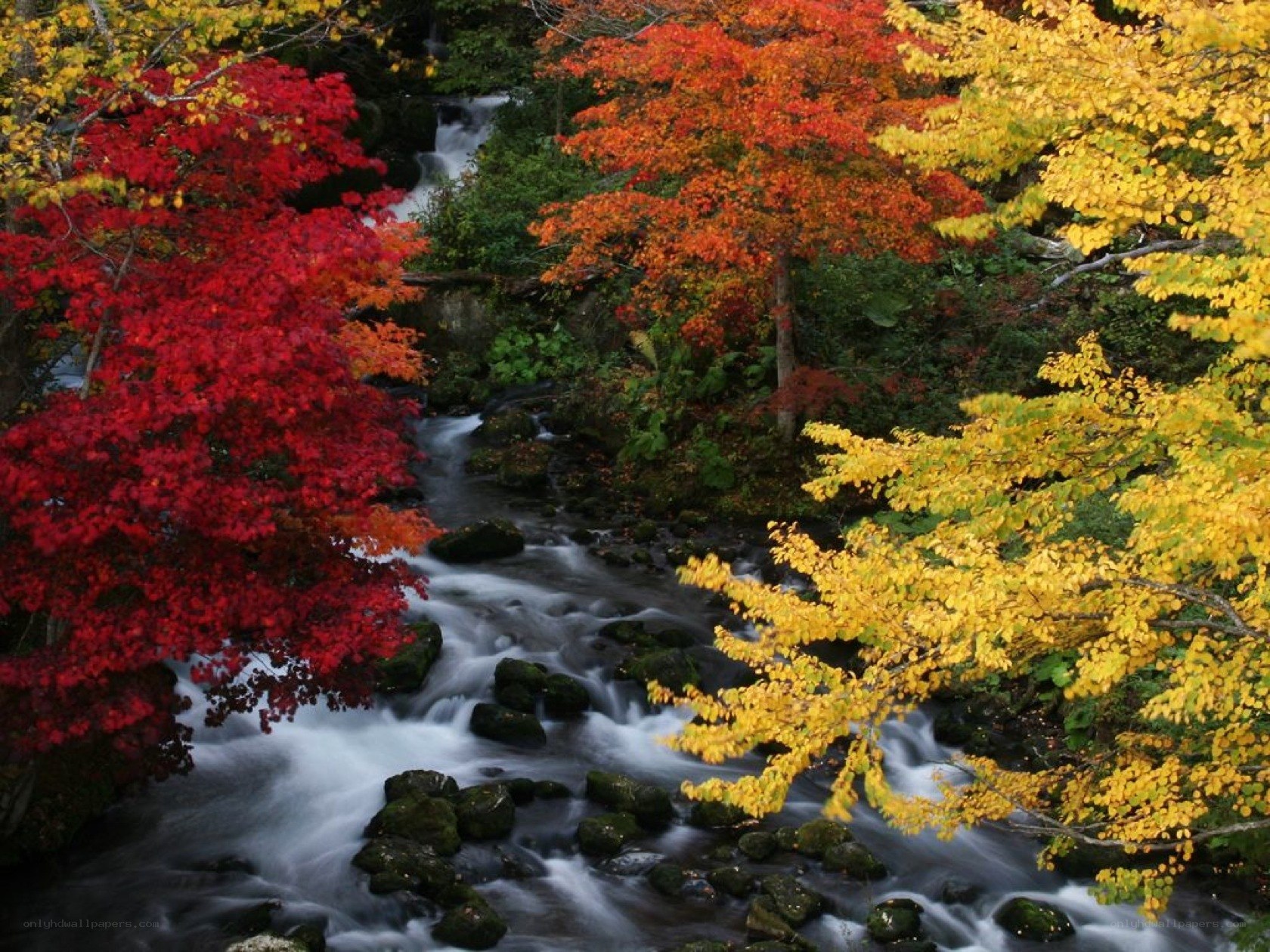 Autumn stream with colorful foliage