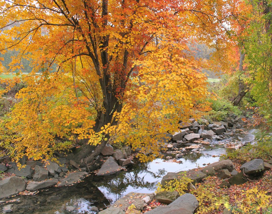 Autumn stream with colorful trees