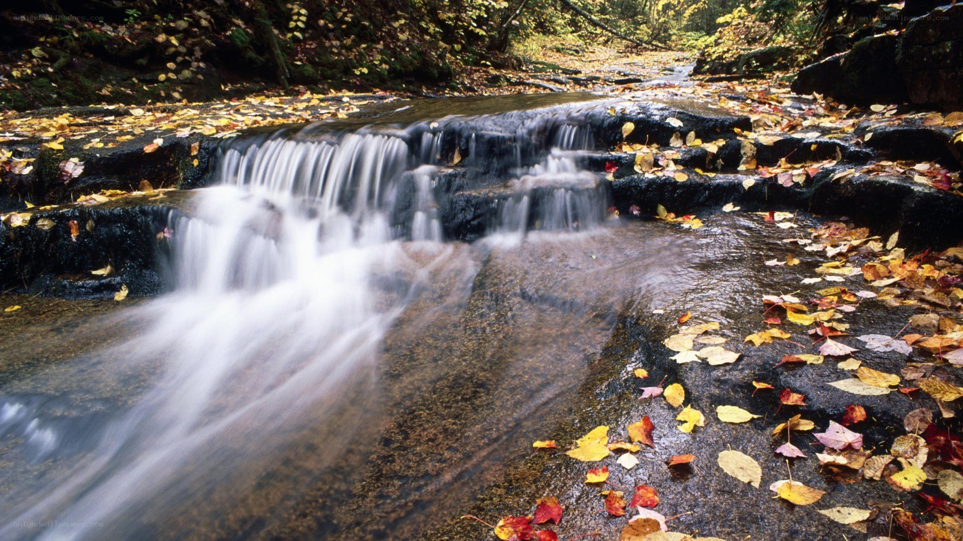 Autumn stream with fallen leaves
