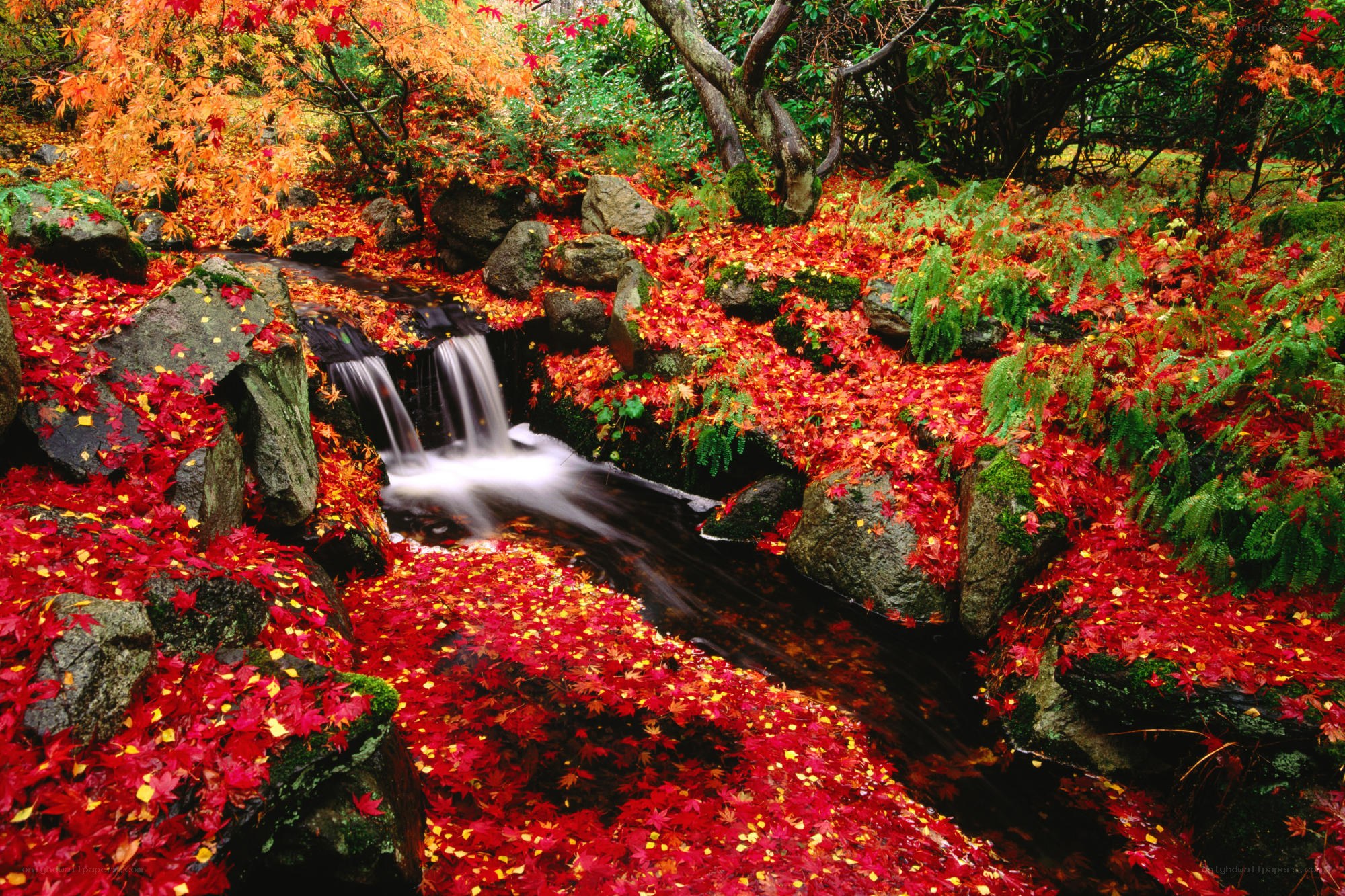 Autumn stream with fallen leaves
