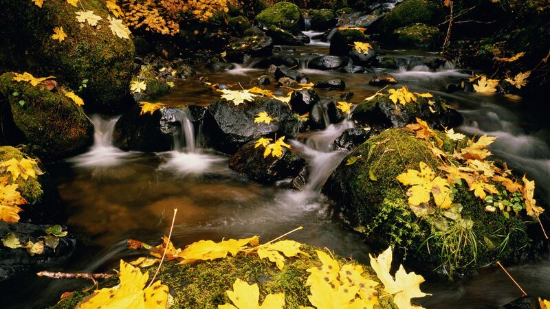 Autumn stream with fallen leaves
