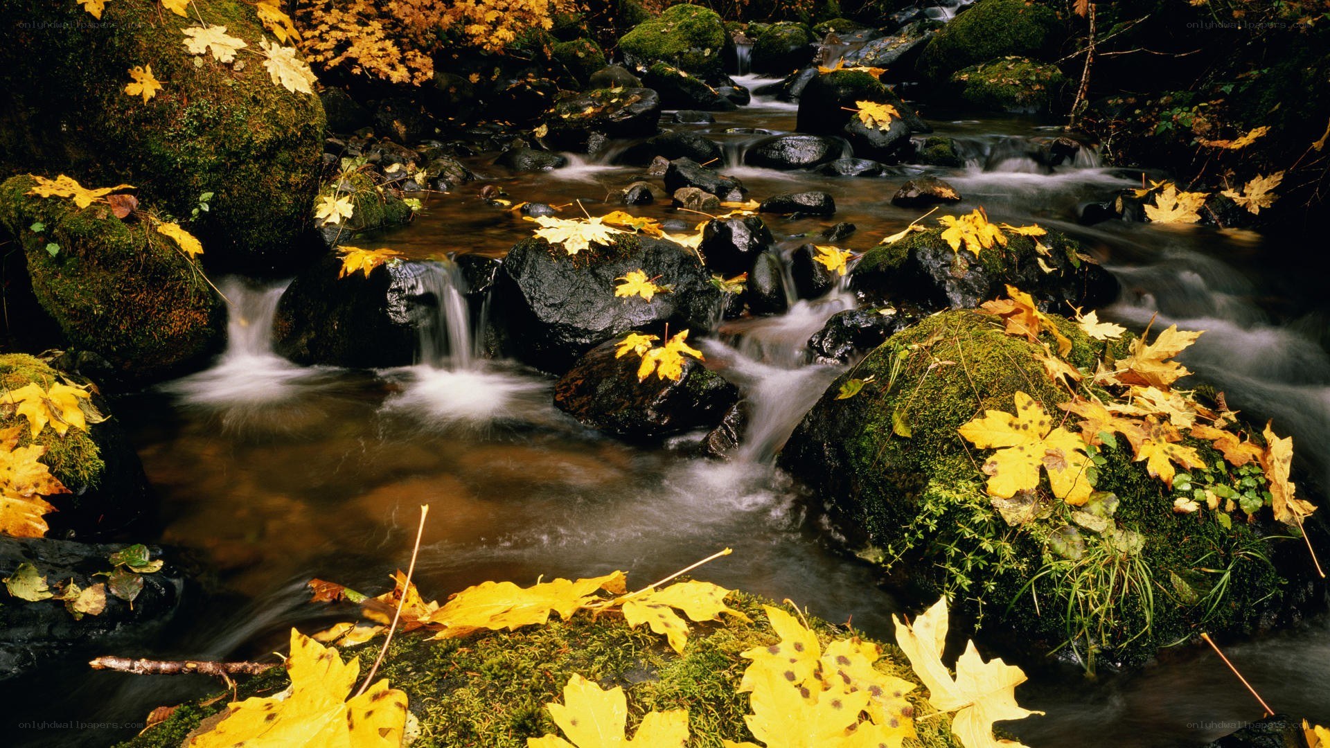 Autumn stream with fallen leaves
