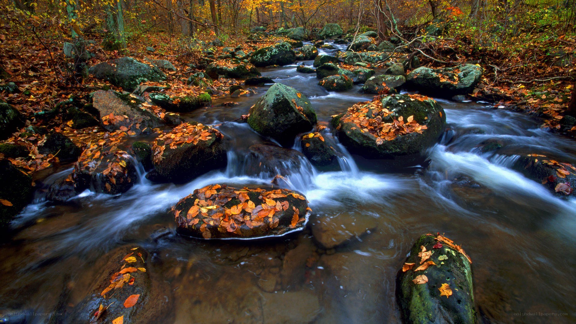Autumn stream with fallen leaves