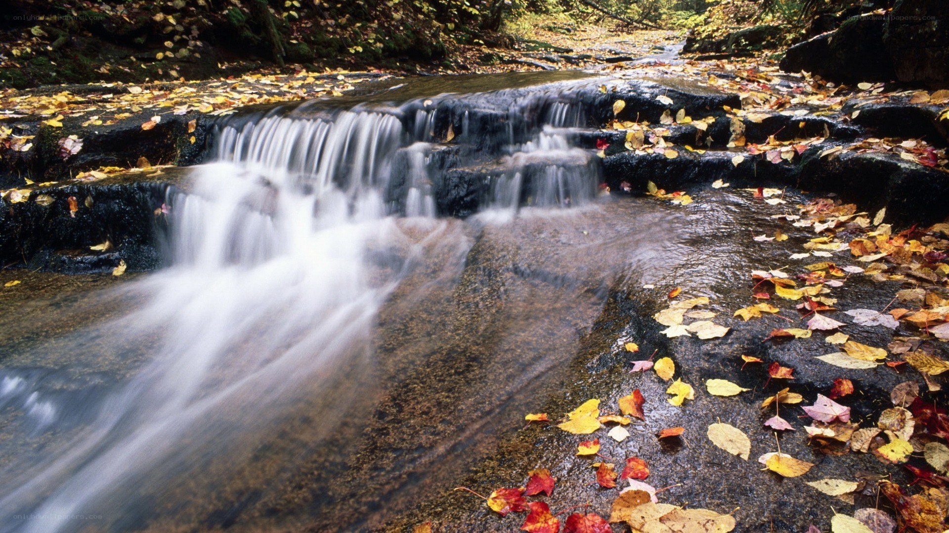 Autumn stream with fallen leaves