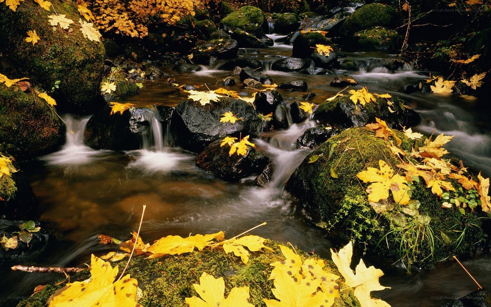 Autumn stream with fallen leaves