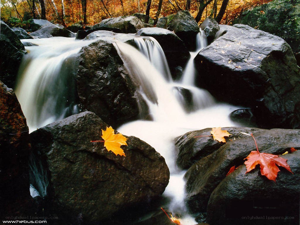 Autumn stream with fallen leaves