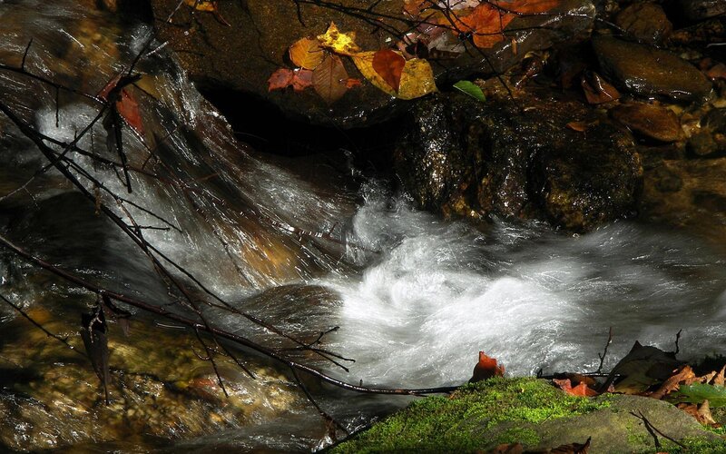 Autumn stream with fallen leaves