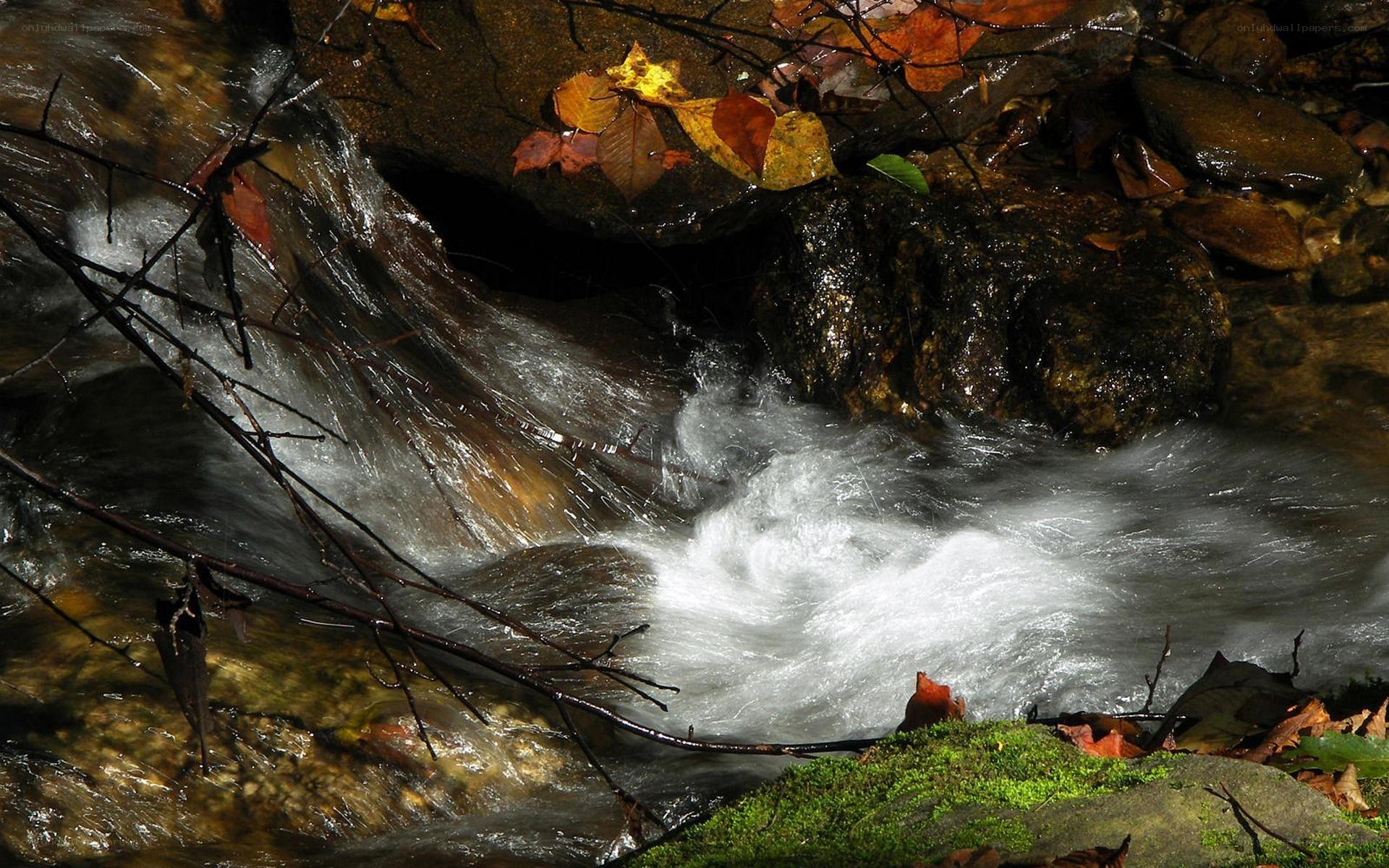 Autumn stream with fallen leaves