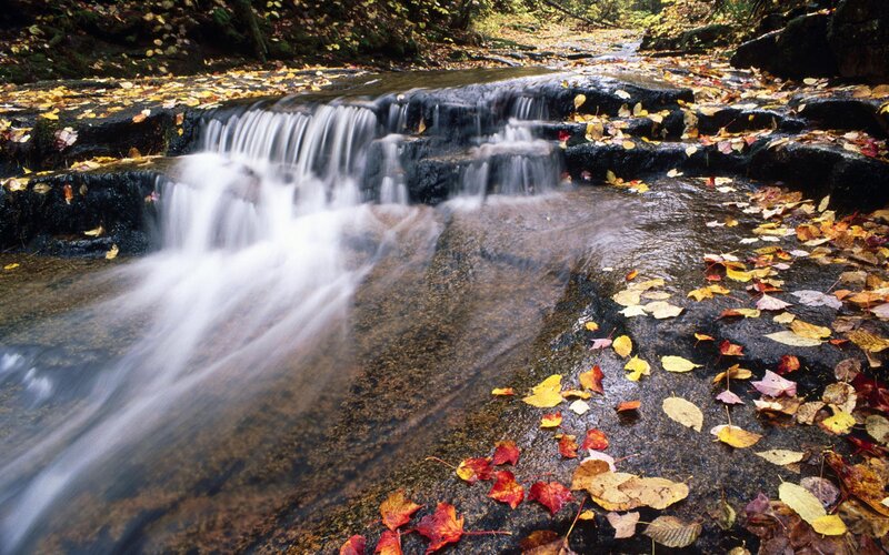 Autumn stream with fallen leaves