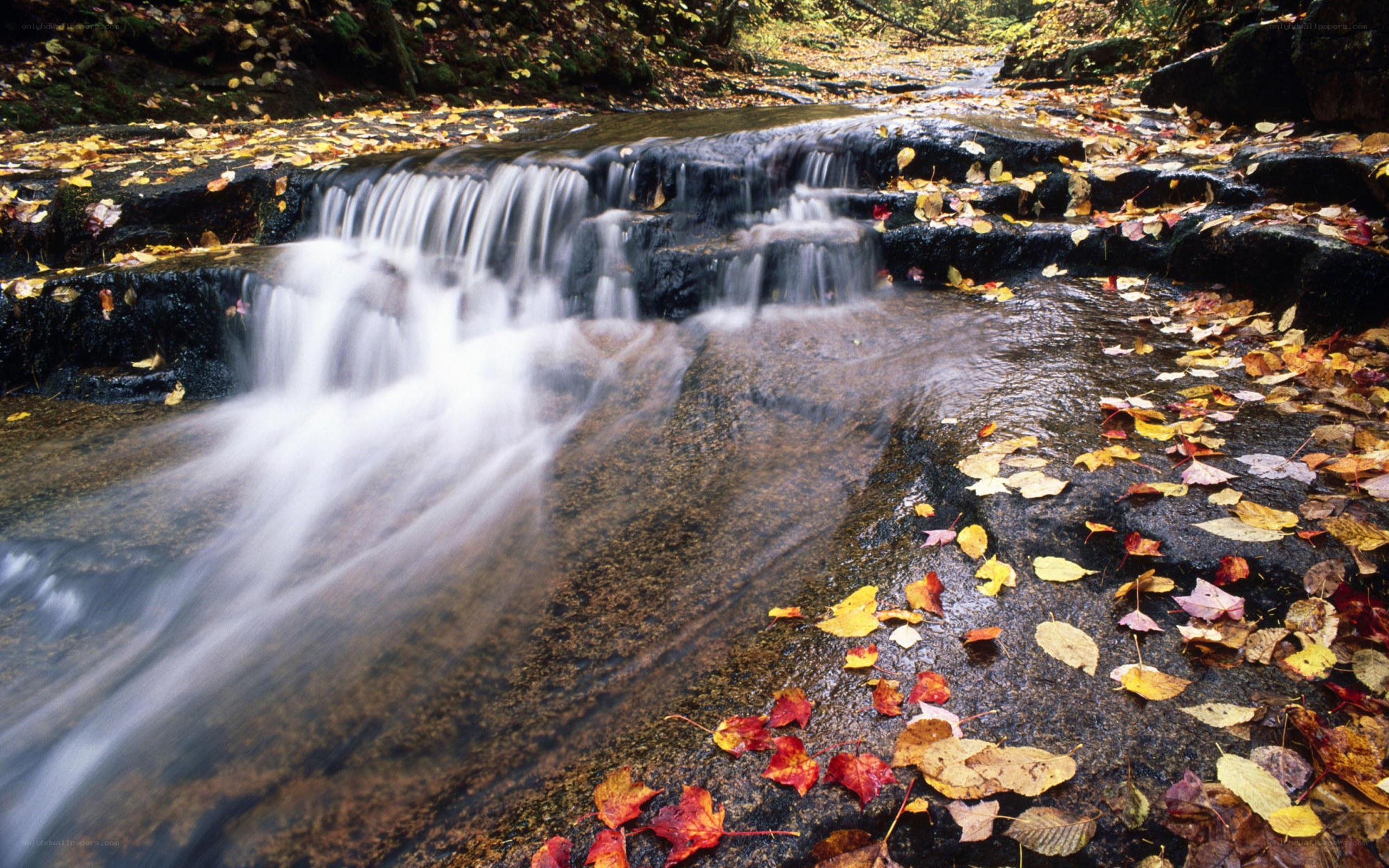 Autumn stream with fallen leaves