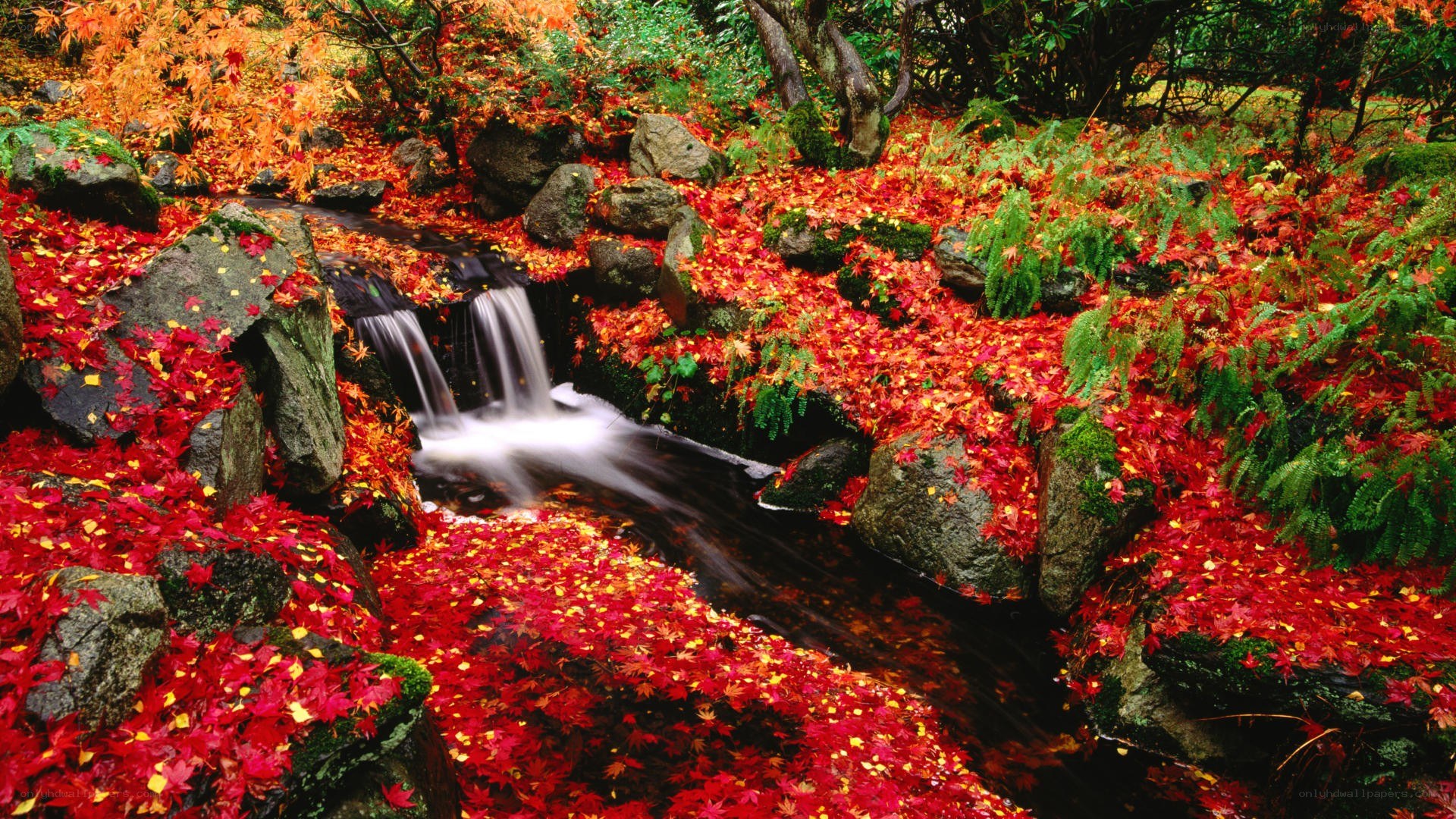 Autumn stream with fallen leaves