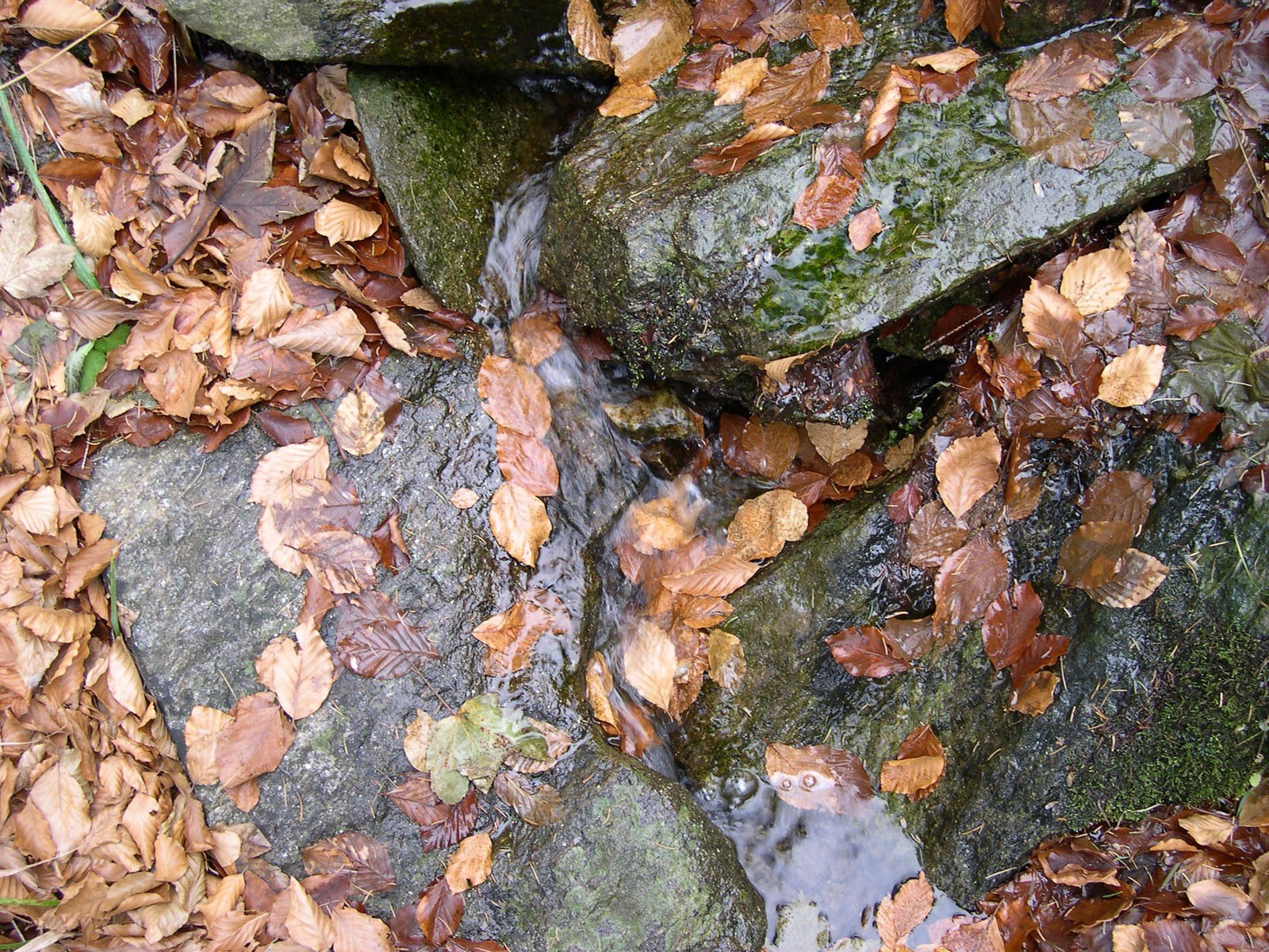 Autumn stream with fallen leaves