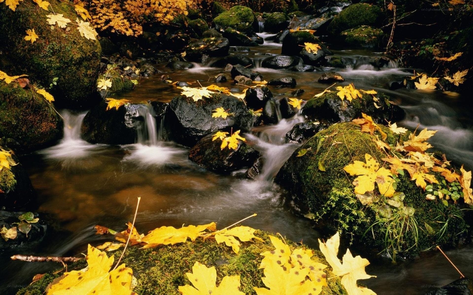 Autumn stream with fallen leaves