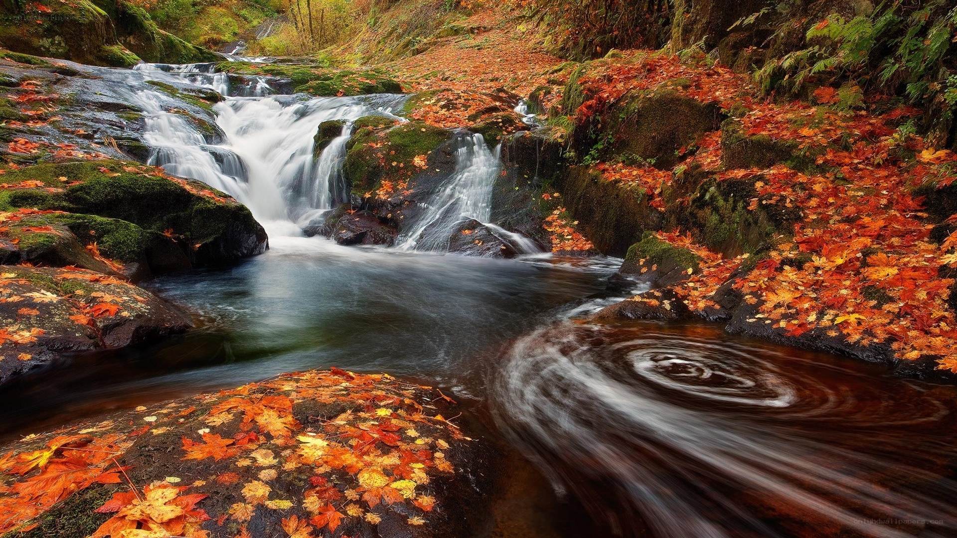 Autumn stream with fallen leaves