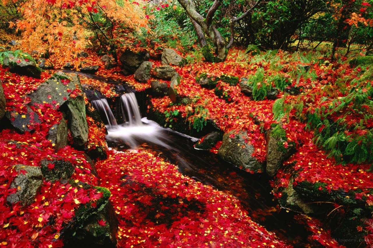 Autumn stream with fallen leaves
