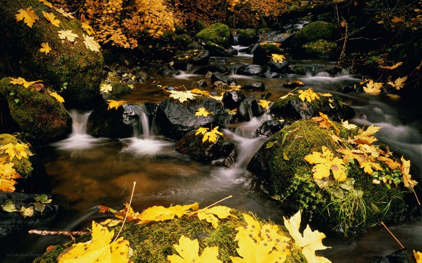 Autumn stream with fallen leaves