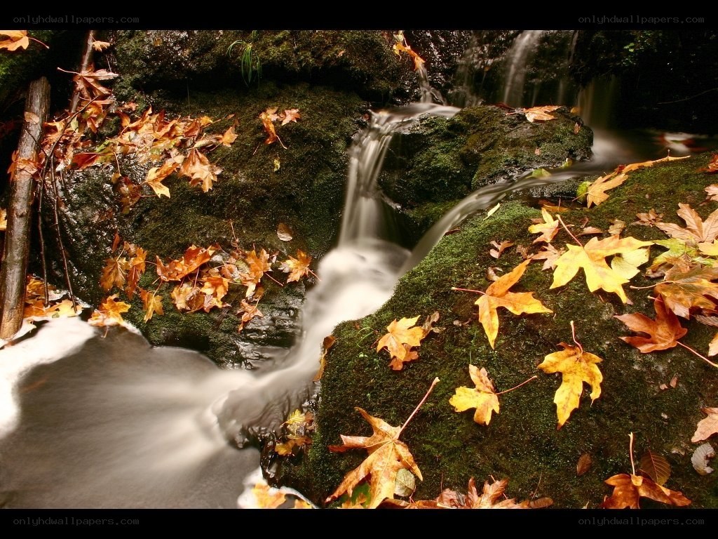 Autumn stream with fallen leaves