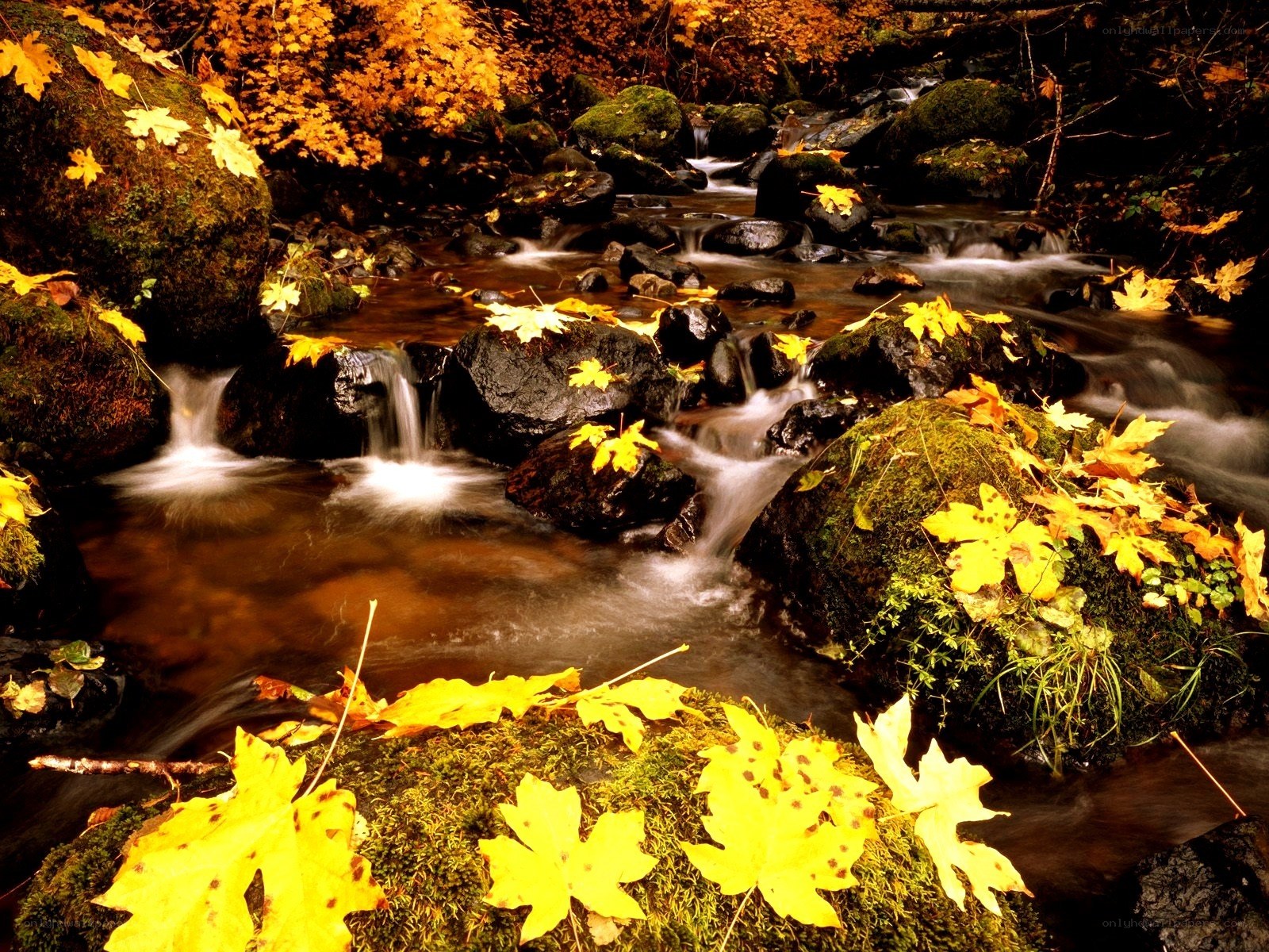 Autumn stream with fallen leaves
