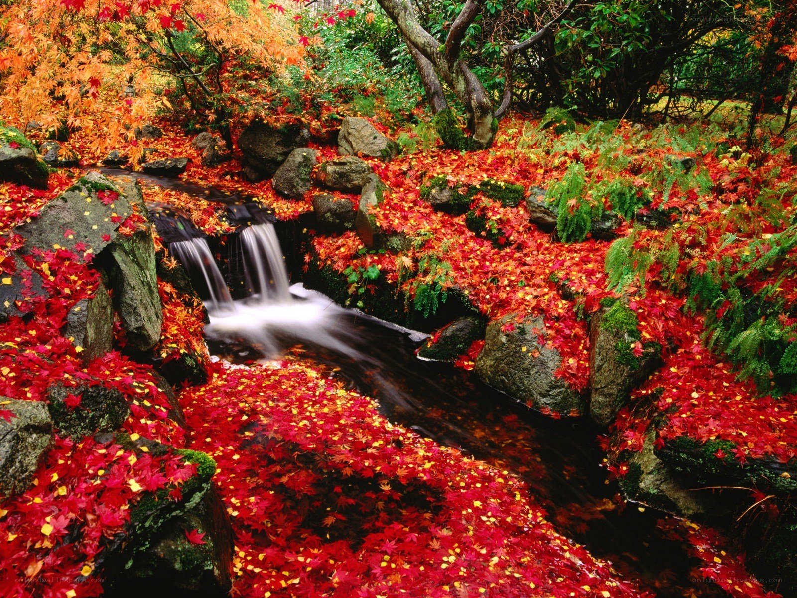 Autumn stream with fallen leaves