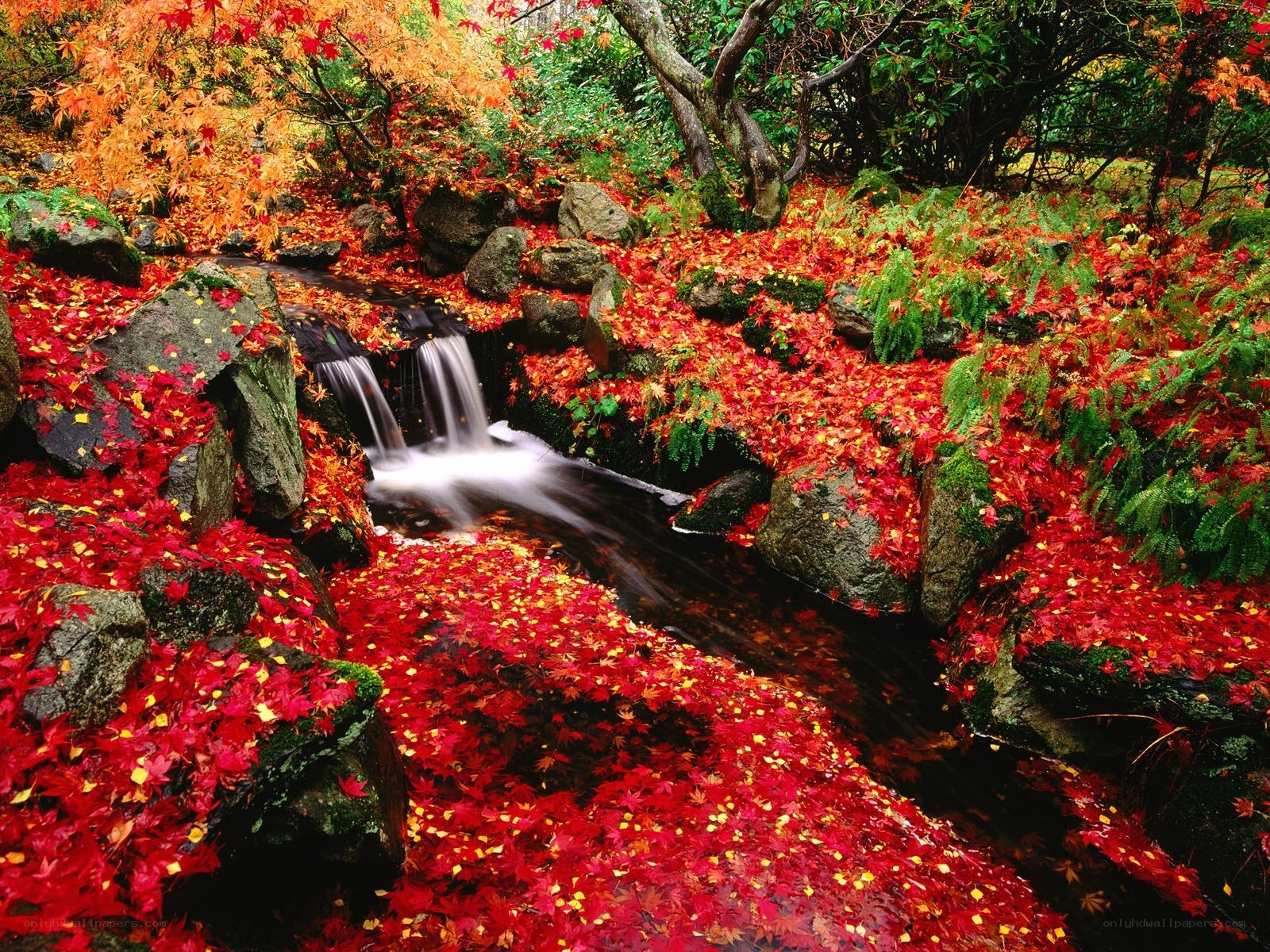 Autumn stream with fallen leaves