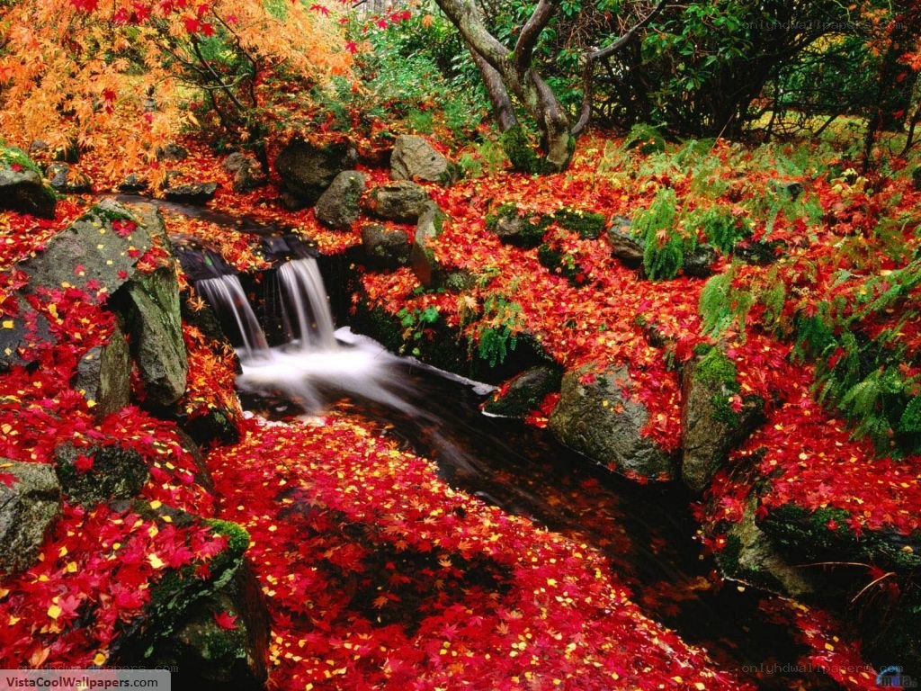 Autumn stream with fallen leaves