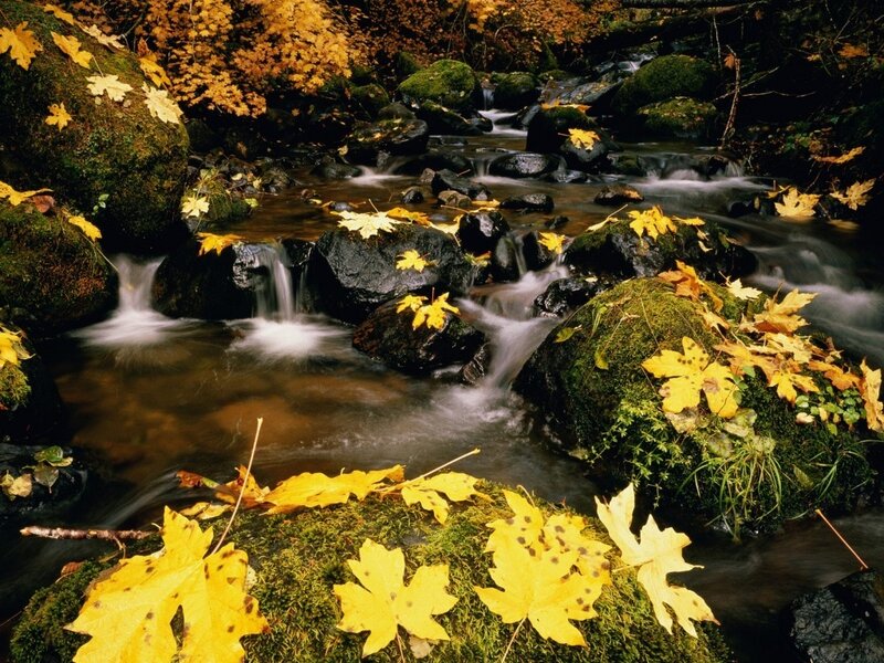 Autumn stream with fallen leaves