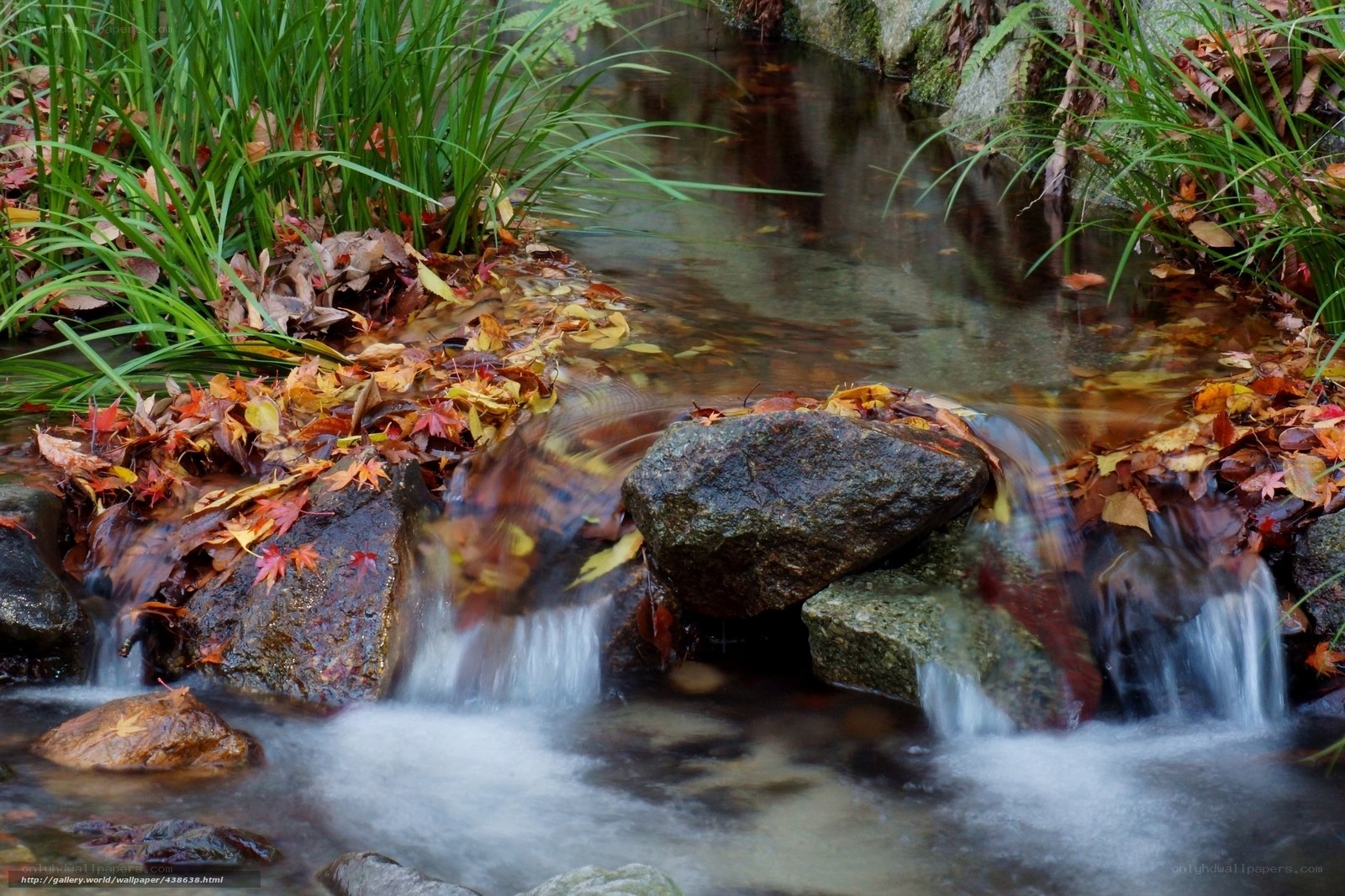 Autumn stream with fallen leaves