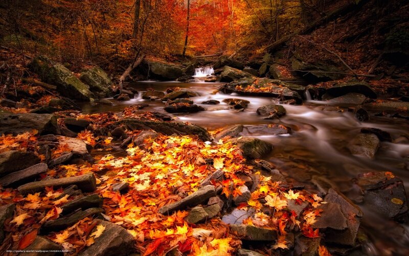 Autumn stream with fallen leaves