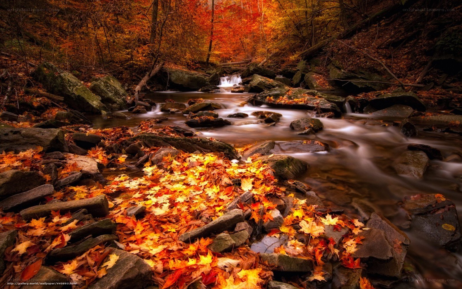 Autumn stream with fallen leaves