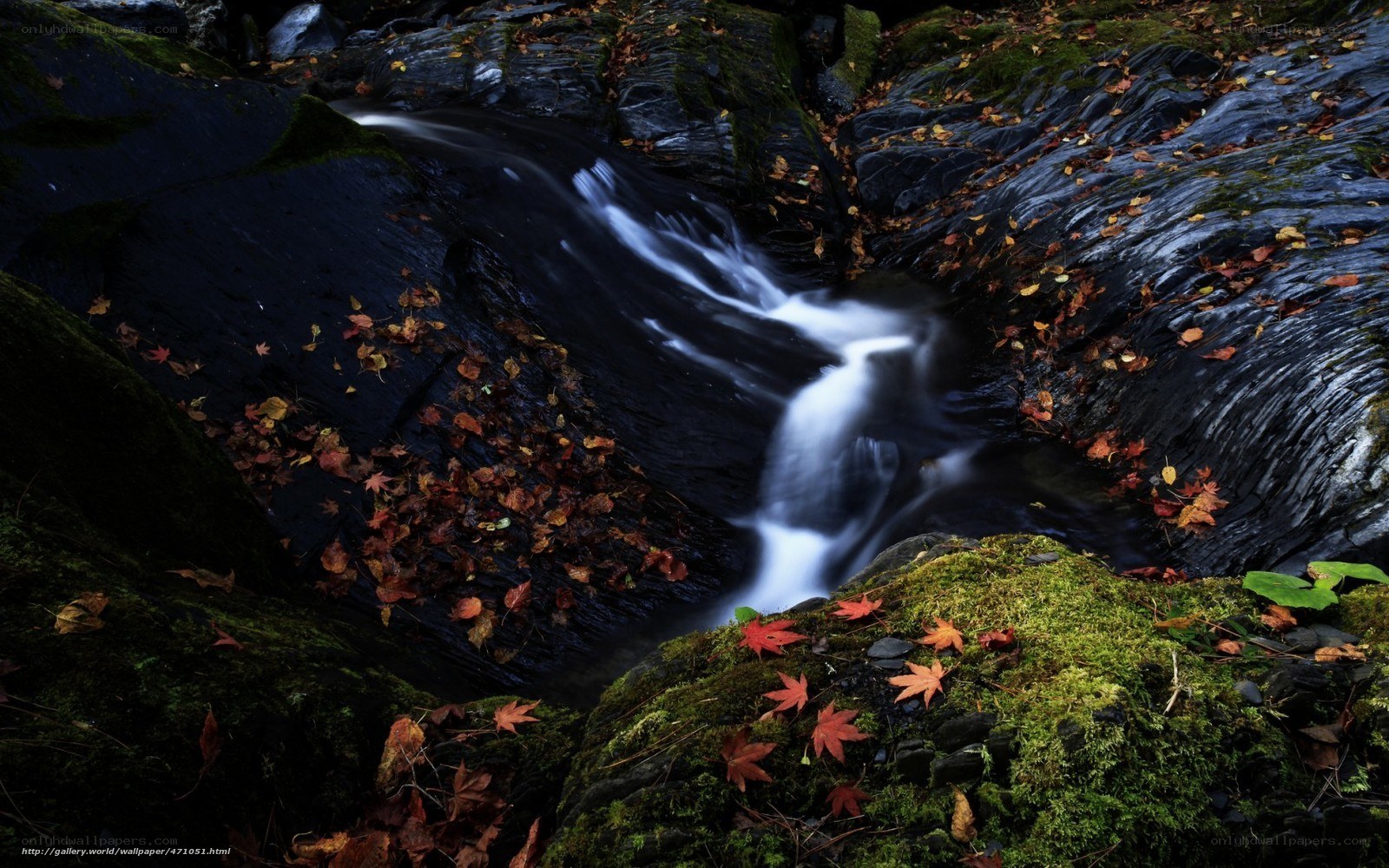 Autumn stream with fallen leaves