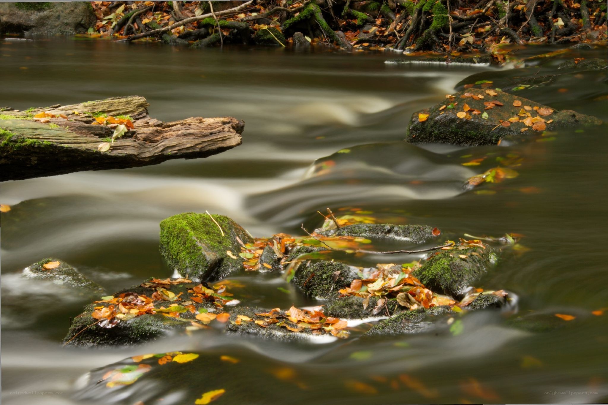 Autumn stream with fallen leaves
