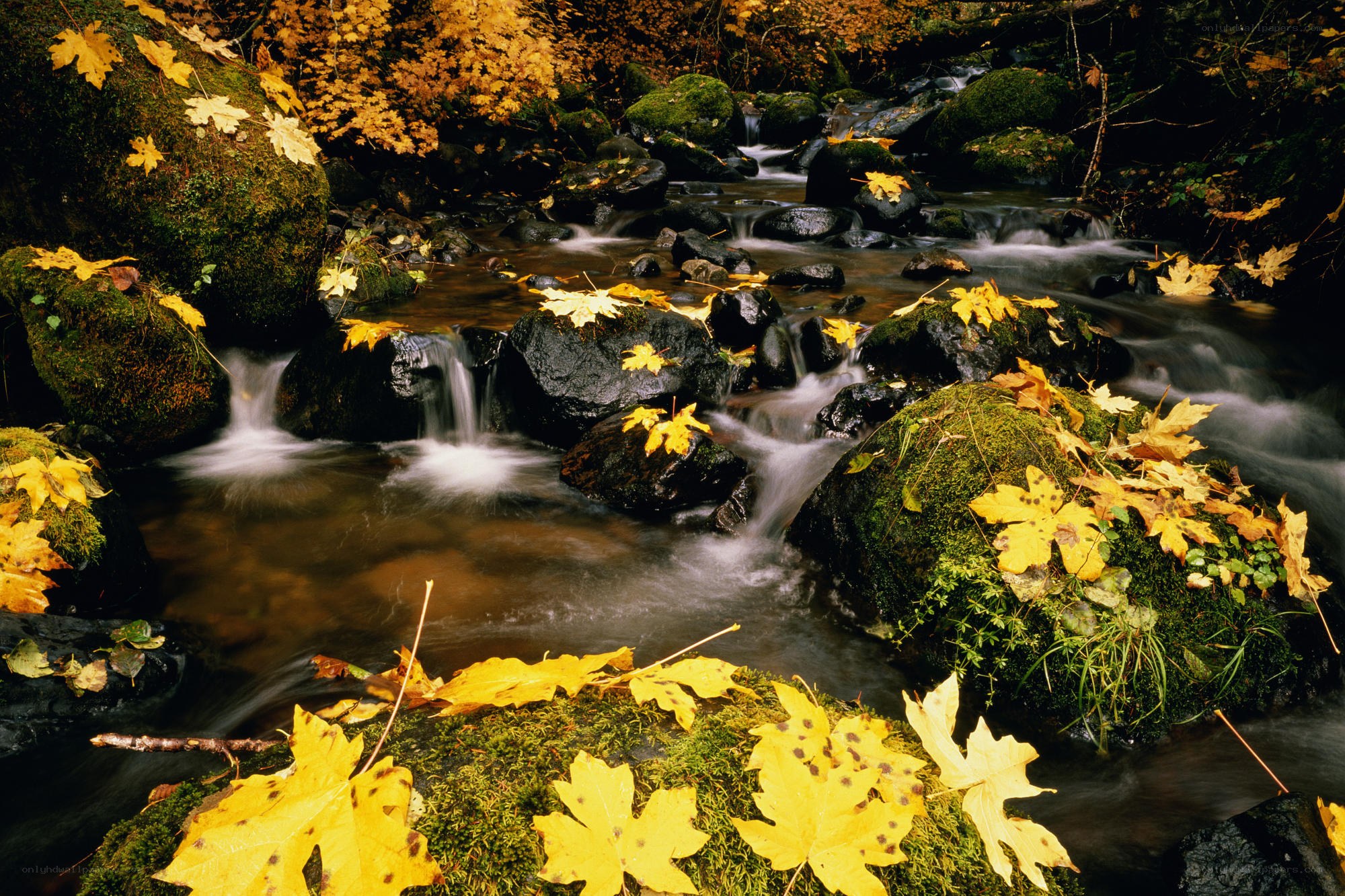 Autumn stream with fallen leaves