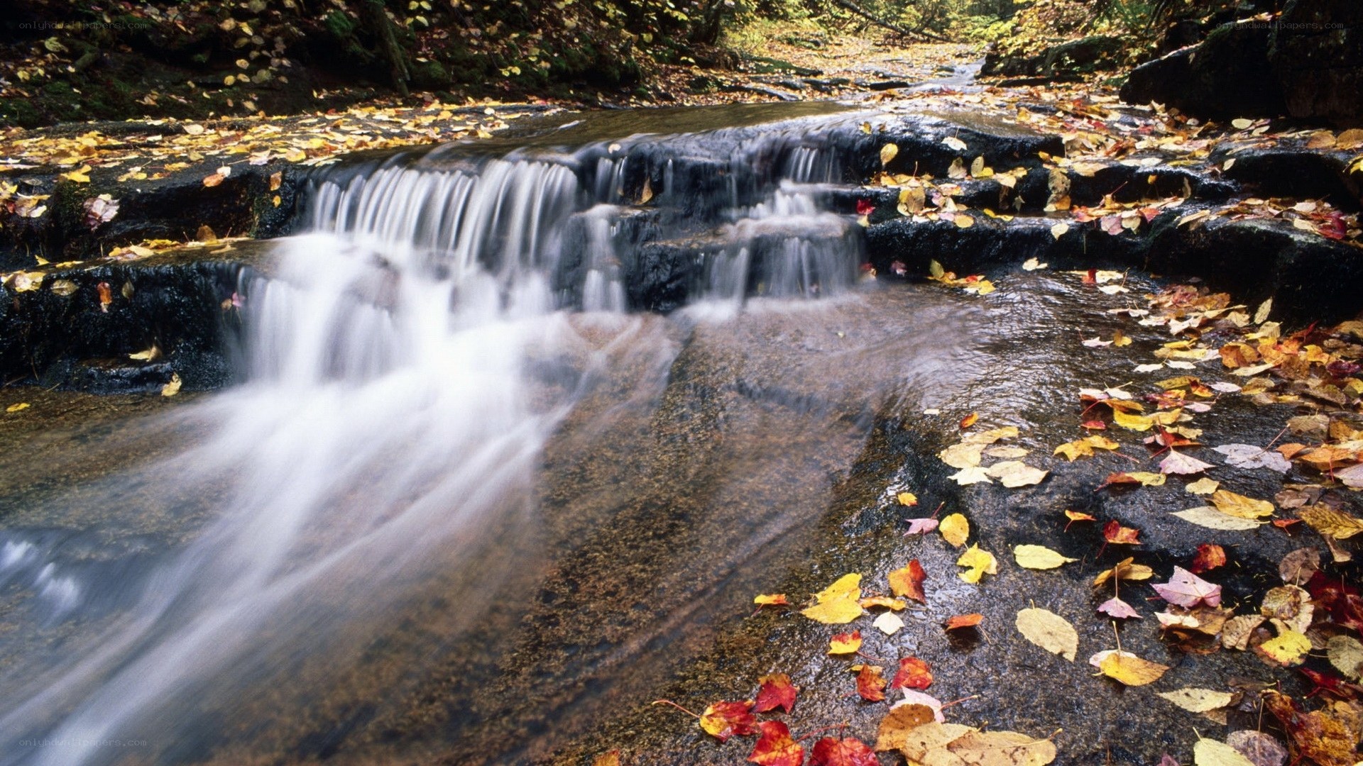 Autumn stream with fallen leaves