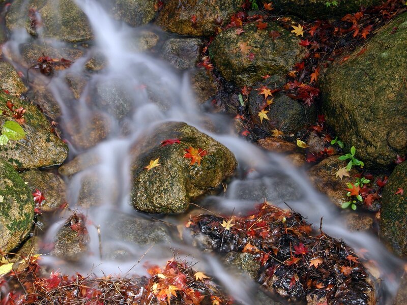Autumn stream with falling leaves