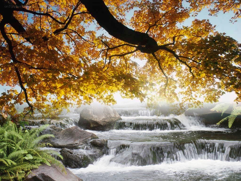 Autumn stream with golden leaves
