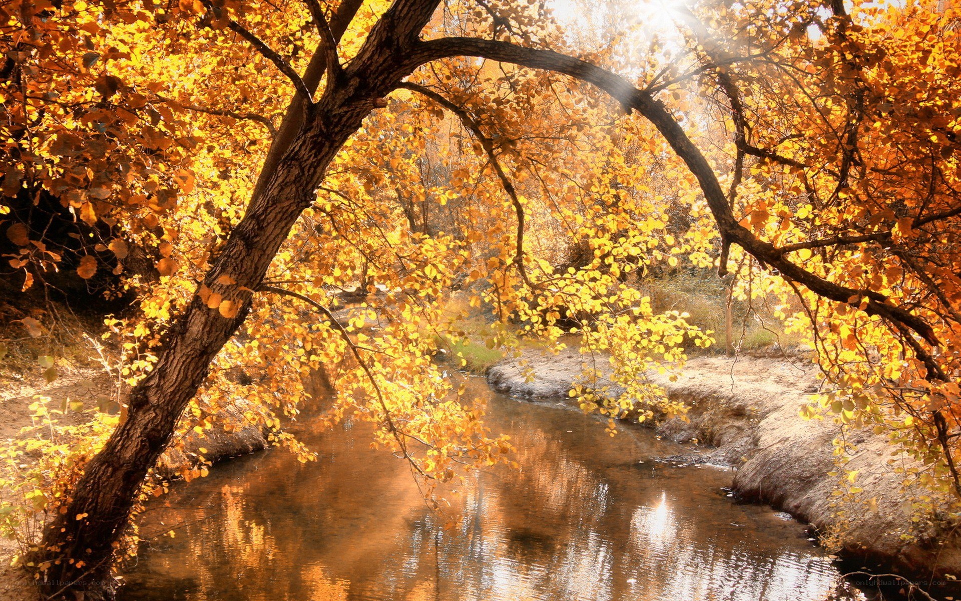 Autumn stream with golden trees