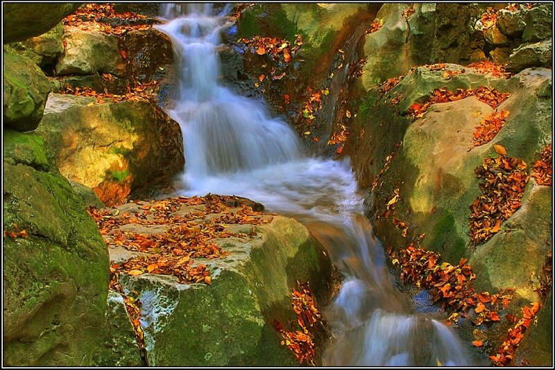Autumn Stream with Leaves — Green