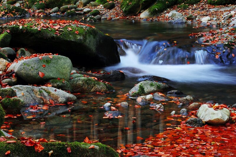 Autumn Stream with Leaves — Red