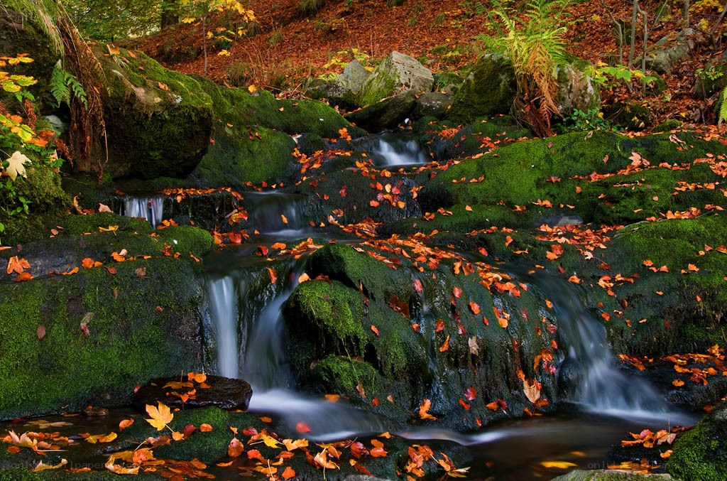 Autumn stream with mossy rocks