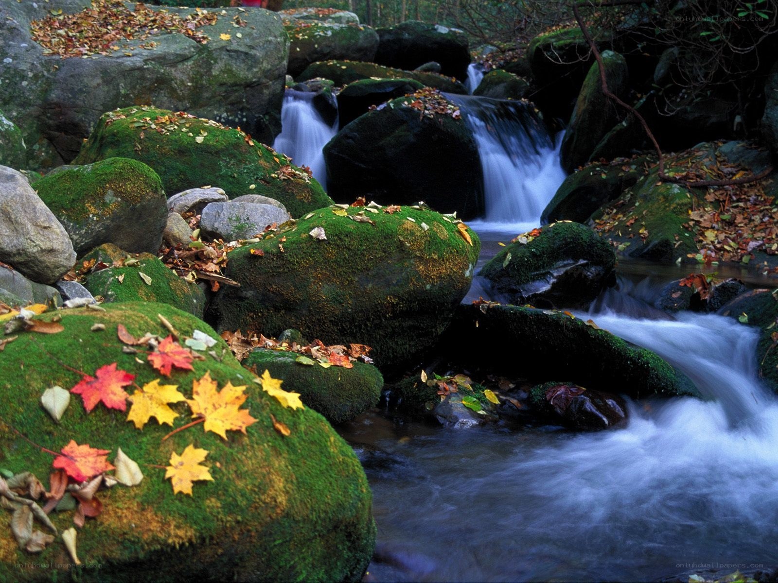 Autumn stream with mossy rocks