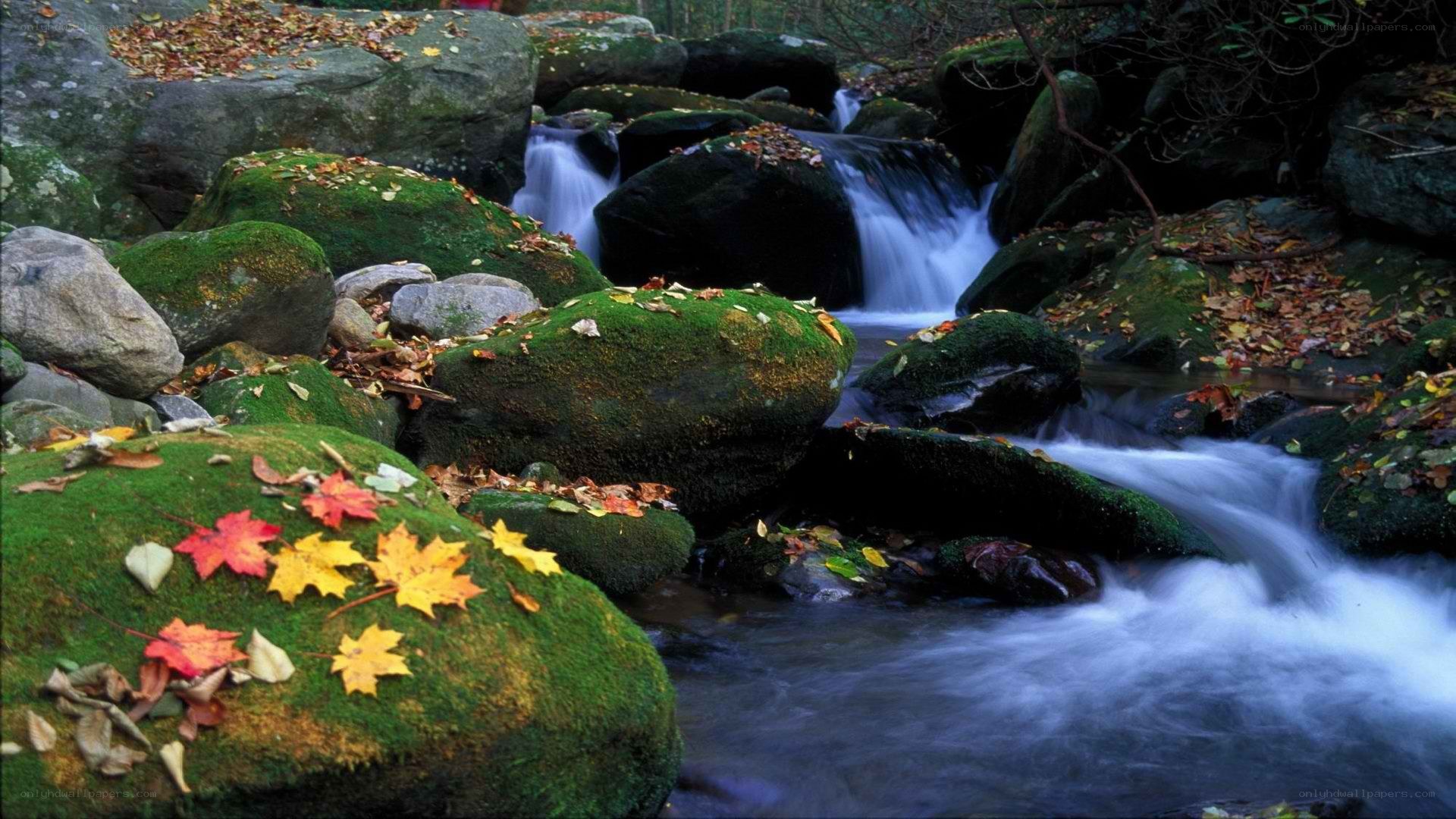 Autumn stream with mossy rocks