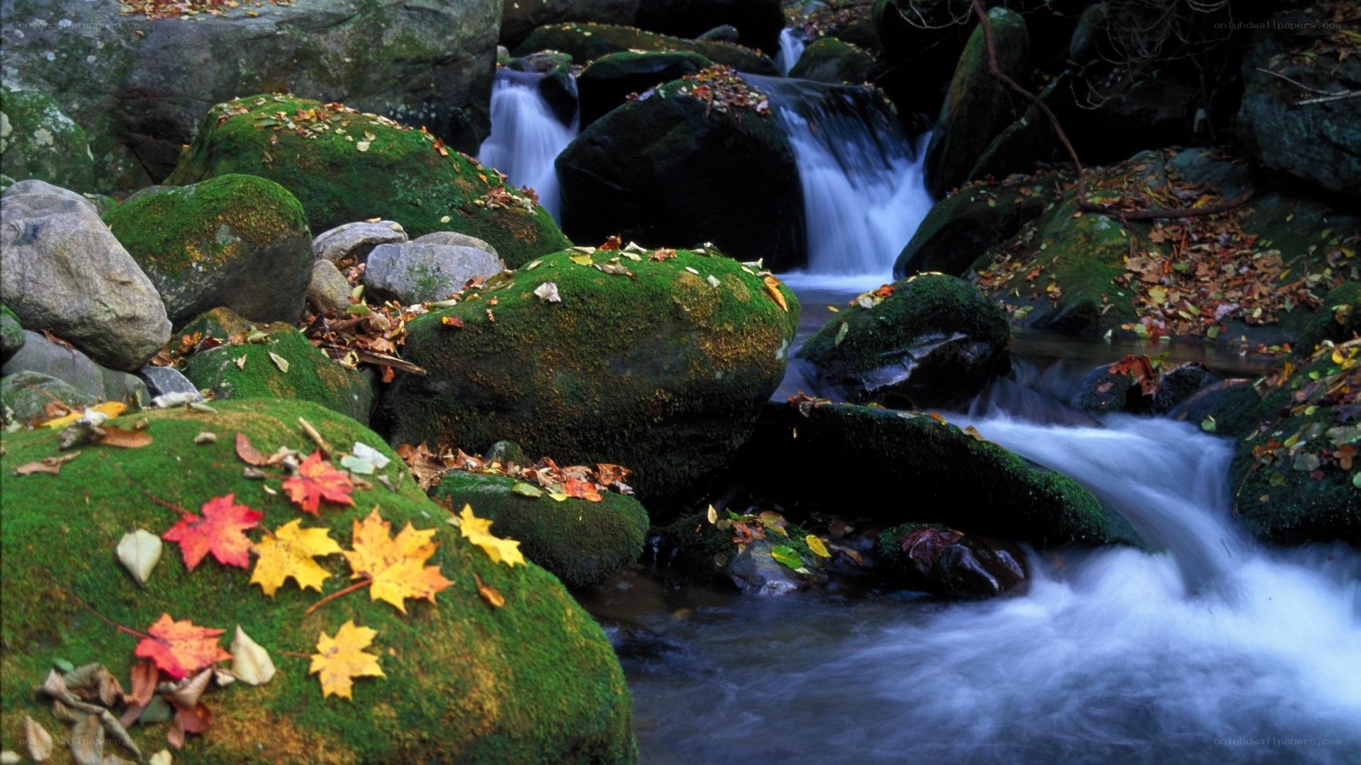 Autumn stream with mossy rocks