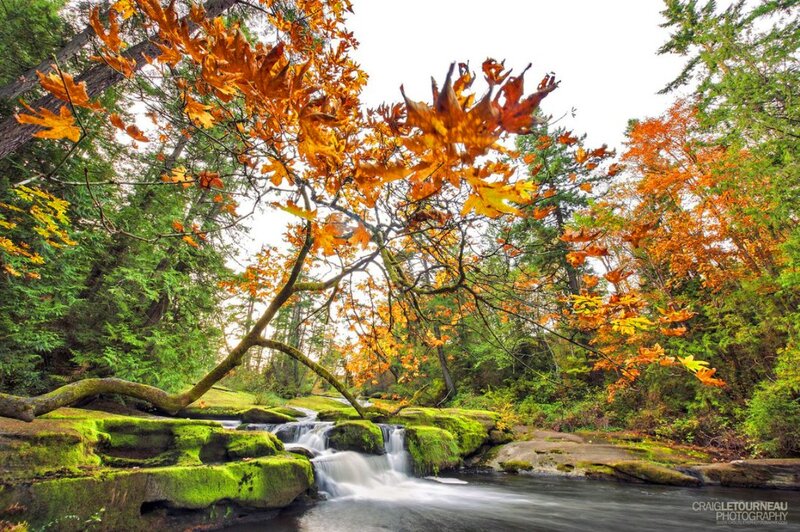 Autumn Stream with Mossy Rocks — Green